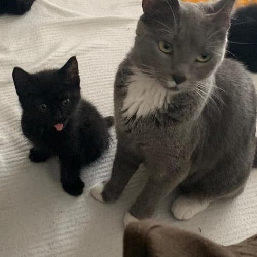 Paw2