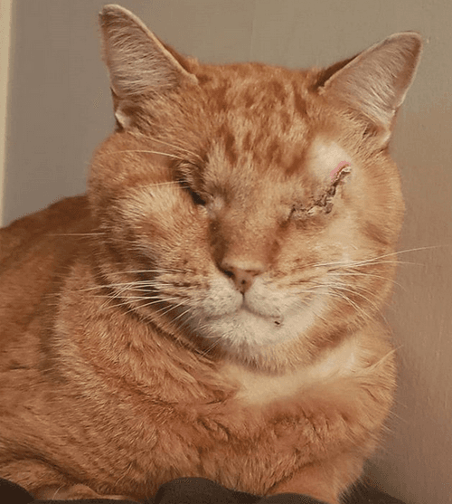 darwin