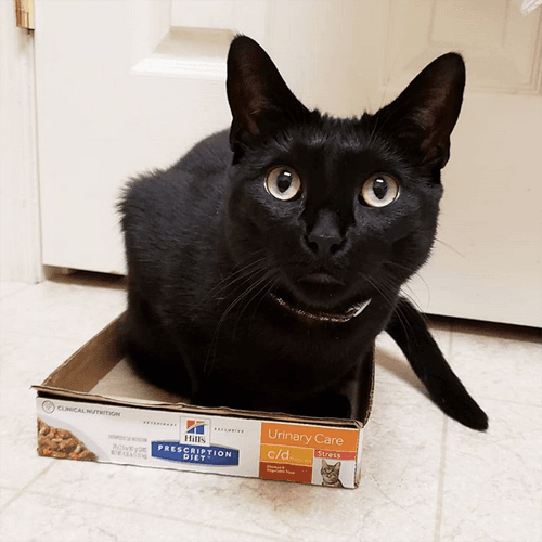 feta
