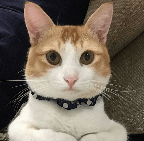 happycat