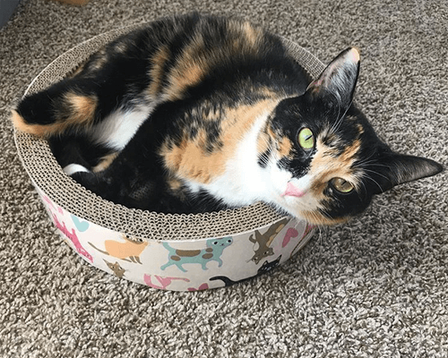 polly