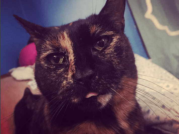 wobblycatsfeature