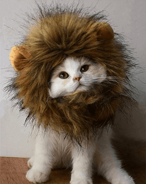 catcostume