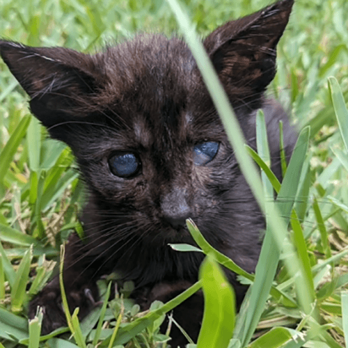 StickyKittenGrass