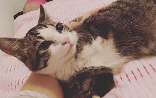 two legged kitten cat