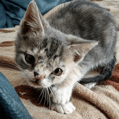 willow