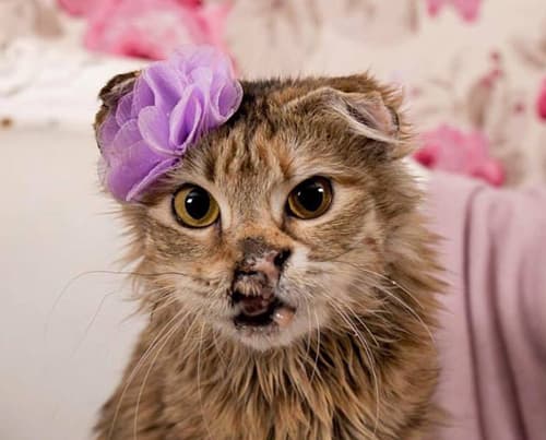 fancy