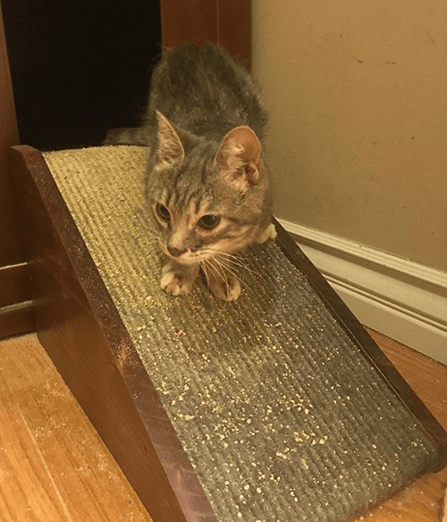 mouse