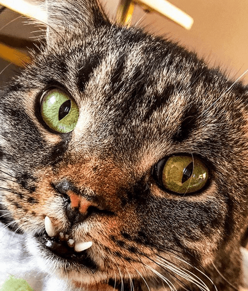 chompers