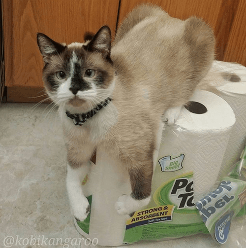 kobi