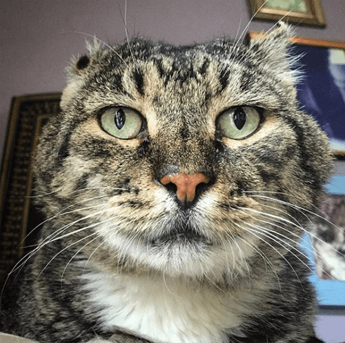 Image via @streetcatalumni.benny on Instagram