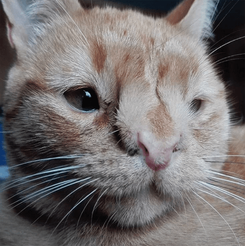 panchita