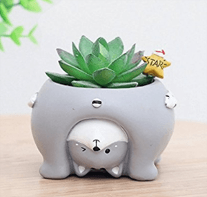 catplanter