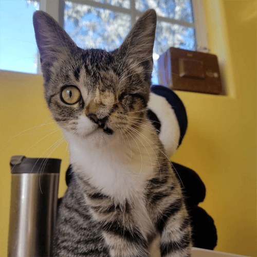 fiona
