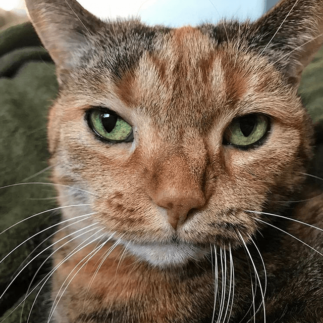 kittles feature