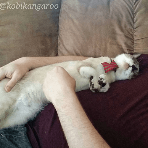 kobi