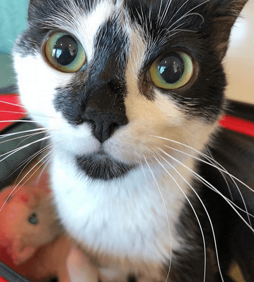 watson