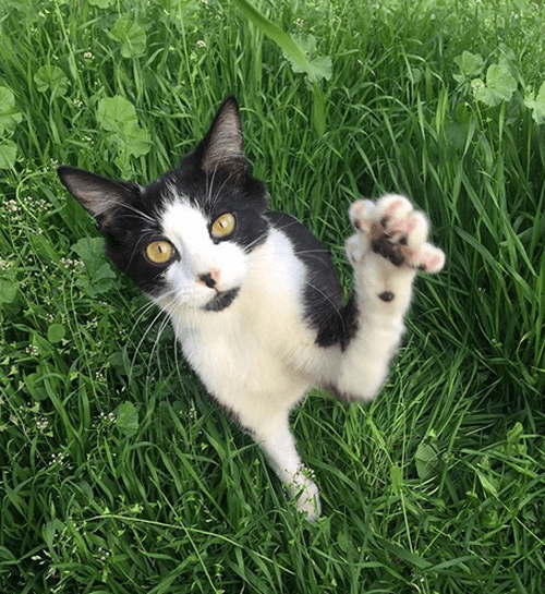 figaro