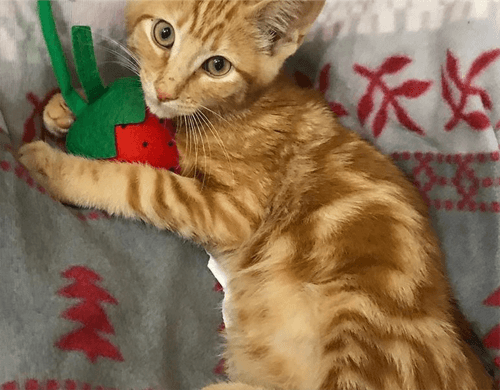 sebastian