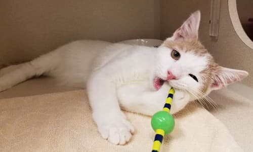 reedkitten