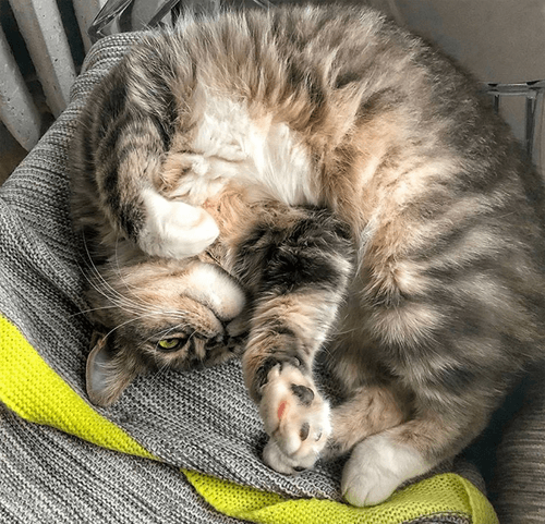 smushie