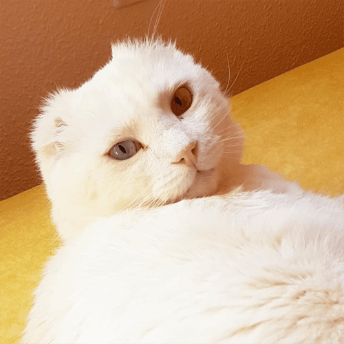bowie