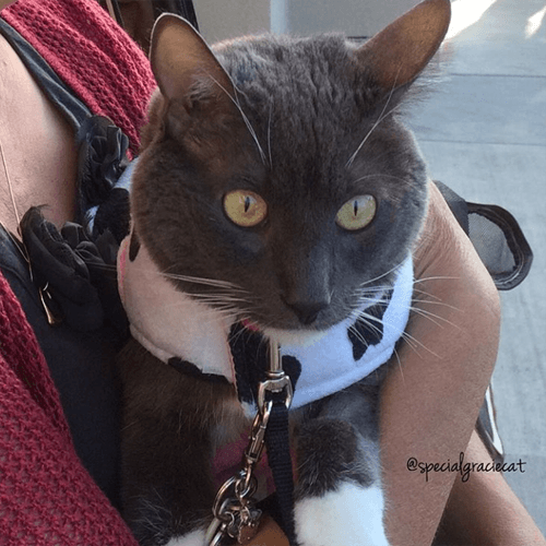 gracie