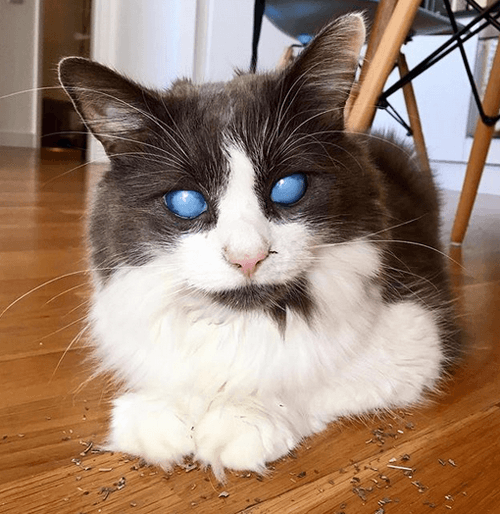 louie