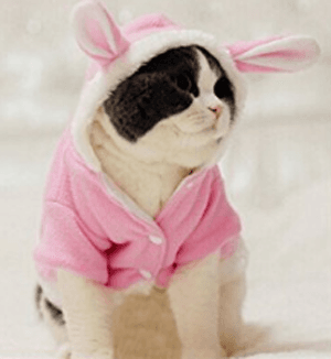 catcostume