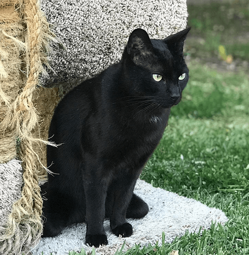 sammy