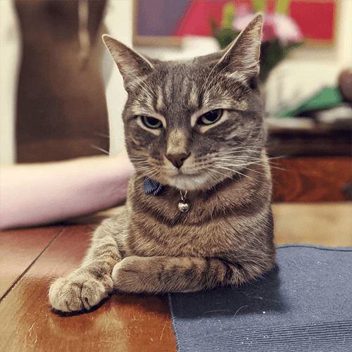 hugo