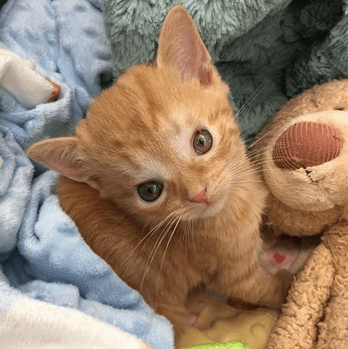 tater