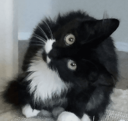 tippy