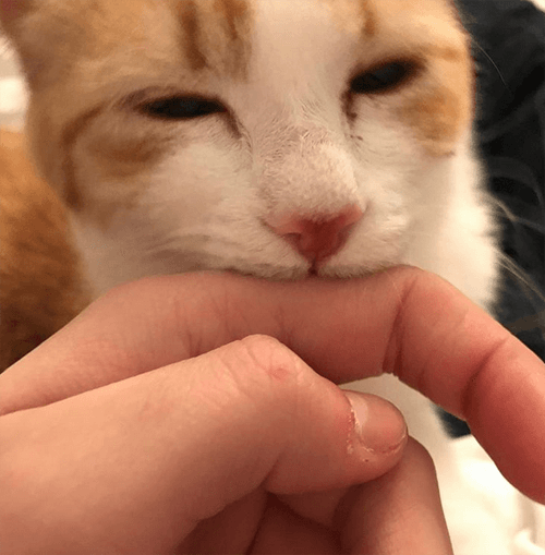 garfield