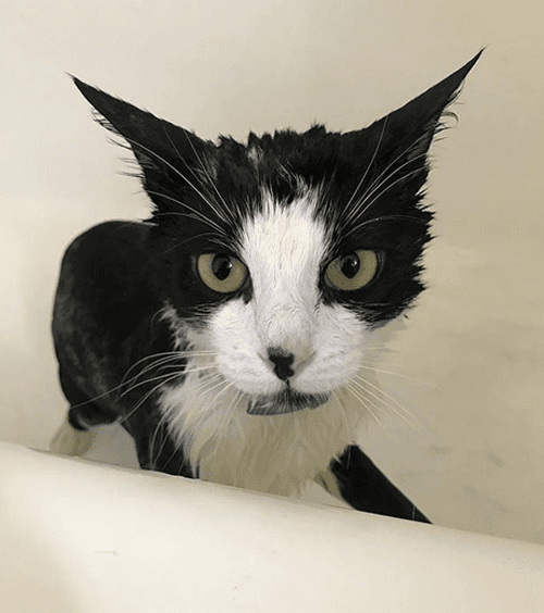 figaro