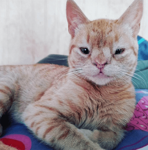 panchita
