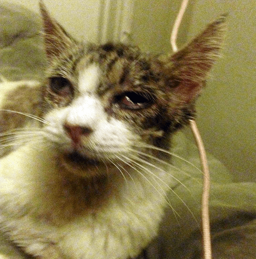 marmie
