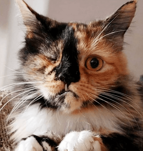 gretta