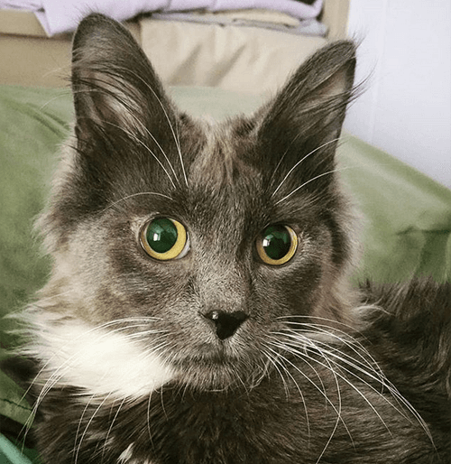 sybil
