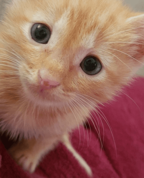 simba