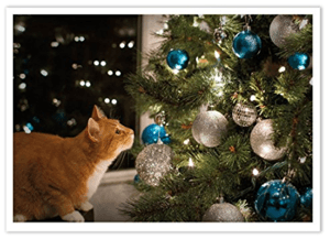 catchristmascards