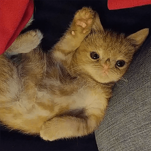 butters