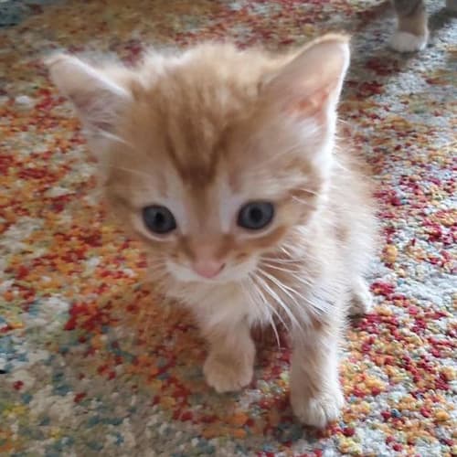Mazekitten