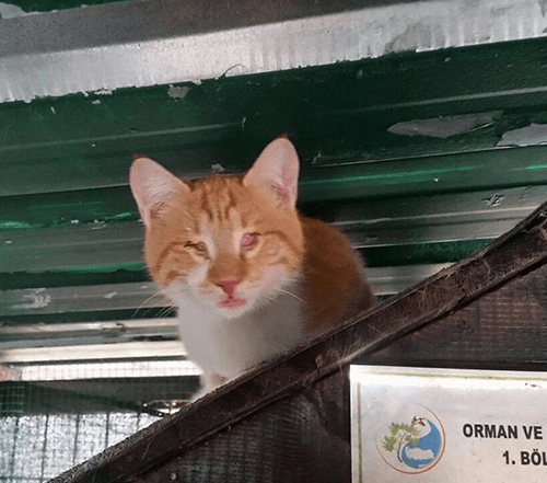 ray