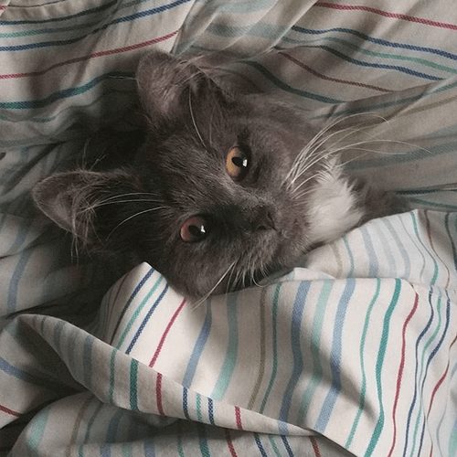 sybil