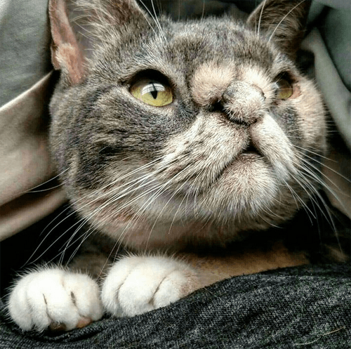 willow