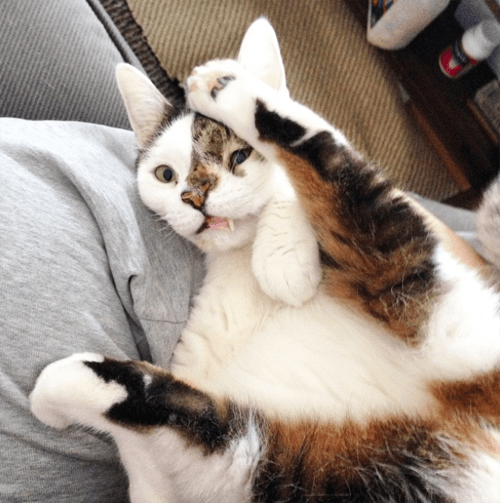 bub