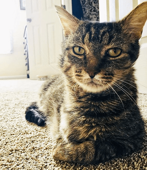 albert
