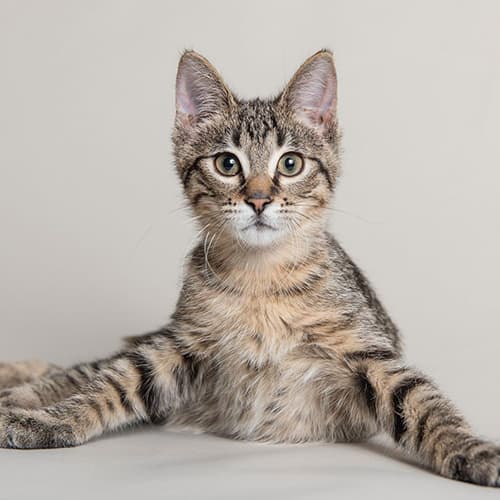 Huxley