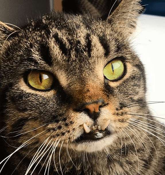 chompers feature